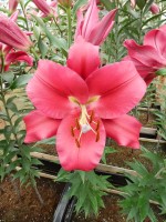 [4159 Carbonero Mak No02.JPG]